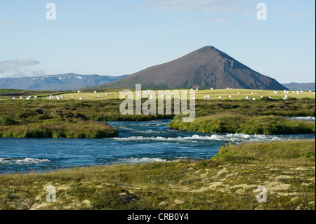 Terres agricoles fertiles autour du lac Myvatn au nord de l'Islande, Islande, Europe Banque D'Images