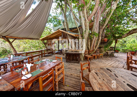 Restaurant dans un immense arbre sacré, Mugumo-Fig Fig Ficus (Ficus religiosa), Kiganjo-Nanyuki Nanyuki, Kenya, Afrique de l'Est, Banque D'Images