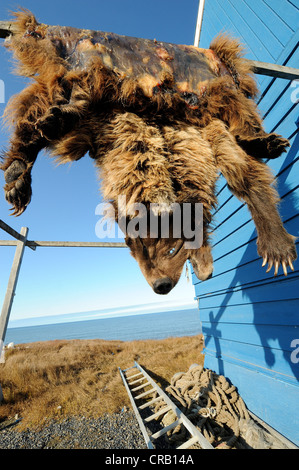 La peau de l'ours grizzli pendaison de sécher ou de guérison sur bâtiment bleu à Barrow, Alaska, États-Unis Banque D'Images