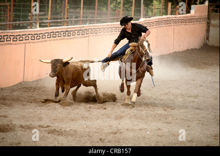 Cavalier charros mexicains se débat un taureau au sol par la queue pendant une coleadero (aka toreo de colas), San Antonio, TX, US Banque D'Images