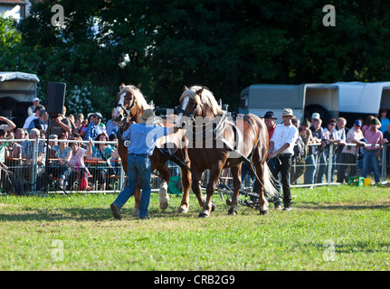 Concours de chevaux, les chevaux sont prises pour le lieu, le panier des chevaux, les éleveurs de chevaux et des chevaux Haflinger, festival Rosstag Banque D'Images