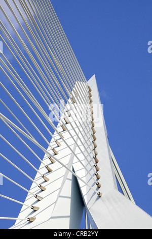 Supporter les câbles et pylône d'un pont à haubans, le pont Erasmus, Rotterdam, Hollande, Pays-Bas, Europe Banque D'Images