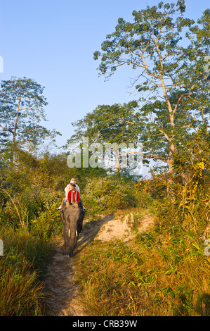 Les touristes à cheval sur un éléphant dans le site du patrimoine naturel mondial de l'UNESCO du parc national de Kaziranga, Assam, nord-est de l'Inde Banque D'Images