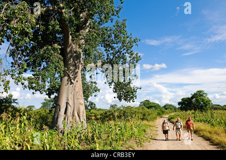 Les randonneurs à côté d'un grand Baobab (Adansonia digitata) près du Camp sur la rivière Kwando Kwando, bande de Caprivi Strip Okavango ou Banque D'Images