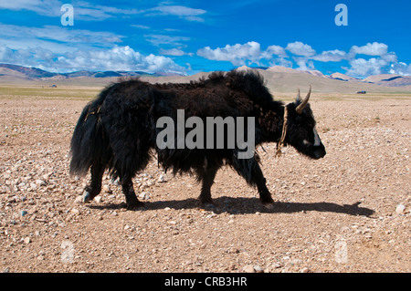 Yak dans le vaste paysage tibétain ouvert le long de la route de Tsochen à Lhasa, Tibet occidental, le Tibet, l'Asie Banque D'Images