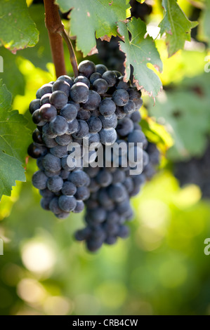 Les raisins de pourpre sur la vigne dans un vignoble Banque D'Images