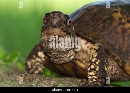 Tête d'une tortue tabatière (Terrapene carolina). Banque D'Images