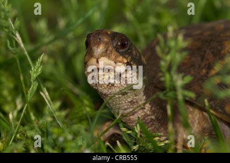 Tête d'une tortue tabatière (Terrapene carolina). Banque D'Images