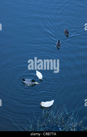 Canards flottant sur le fleuve, Richmond, Tasmanie, Australie Banque D'Images