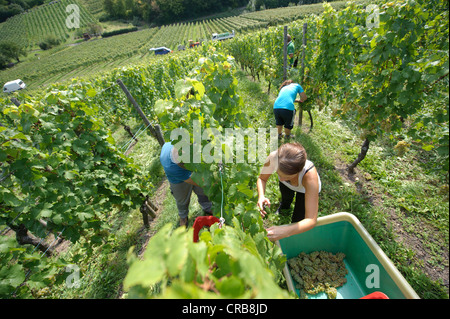 La récolte des raisins, les gens au début de millésime, les raisins Riesling, Uhlbach, Bade-Wurtemberg, Allemagne, Europe Banque D'Images