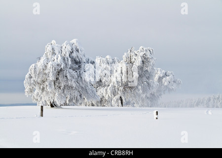 Les hêtres (Fagus) couvertes de rime sur la montagne Schauinsland, neige, près de Fribourg-en-Brisgau, de montagnes de la Forêt-Noire Banque D'Images