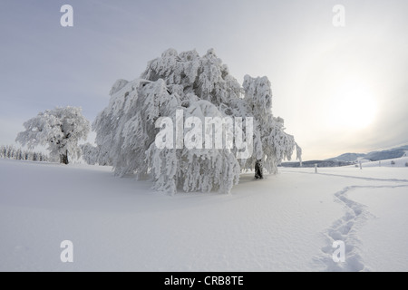 Les hêtres (Fagus) couvertes de rime sur la montagne Schauinsland, neige, près de Fribourg-en-Brisgau, de montagnes de la Forêt-Noire Banque D'Images