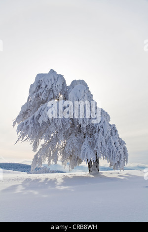 Hêtre (Fagus) couvertes de rime sur la montagne Schauinsland, neige, près de Fribourg-en-Brisgau, de montagnes de la Forêt-Noire Banque D'Images