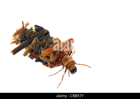 La larve de trichoptère (Trichoptères), gaine composée de bois, larve vivant sous l'eau Banque D'Images