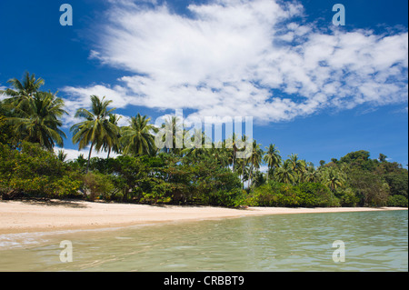 Palmiers sur la plage de sable, Pasei Beach, Koh Yao Noi, Phang Nga, Thaïlande, Asie du Sud, Asie Banque D'Images