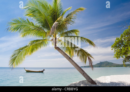 Palmier sur la plage, Ko Muk ou Ko Mook island, Thaïlande, Asie du Sud-Est Banque D'Images