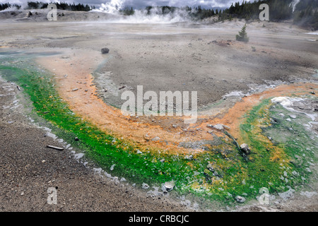 Sortie de la tarière lavabo en porcelaine, geyser, Norris Geyser Basin, coloré de bactéries thermophiles, geysers Banque D'Images