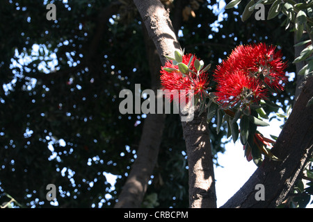 Photo d'une brosse à bouteille arbre en fleur Banque D'Images