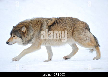 La vallée du Mackenzie, les Loup Loup gris (Canis lupus occidentalis) dans la neige, Parc National de la Forêt bavaroise Banque D'Images