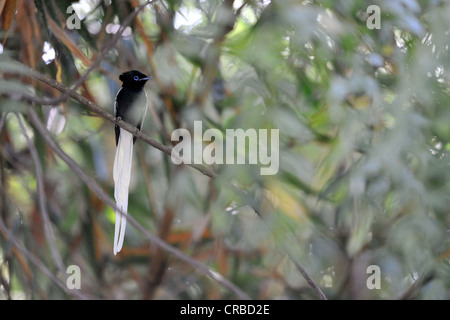 Paradis-africaine - moucherolle à tête grise Paradise-Flycatcher (Terpsiphone viridis) perché dans un arbre au lac Baringo Banque D'Images