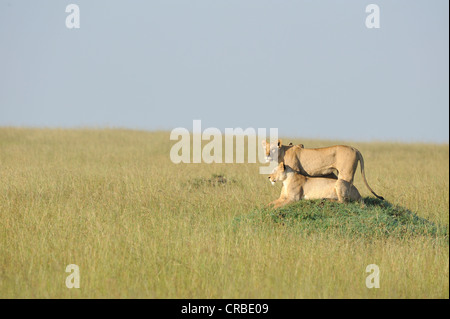 East African Lion - Massai lion (Panthera leo) nubica femelles sur une termitière dans la savane Masai Mara - Kenya - Afrique de l'Est Banque D'Images