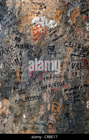 Des graffitis et des messages sur un tronc d'arbre près de la tombe de Jim Morrison, cimetière du Père Lachaise, Paris, France, Europe Banque D'Images