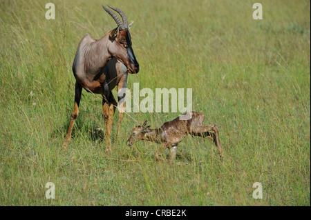 Topi (Damaliscus lunatus topi) nouveau veau né d'essayer de défendre la réserve Masai Mara Kenya - Afrique de l'Est Banque D'Images