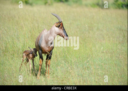 Topi (Damaliscus lunatus topi) nouveau veau né d'essayer de défendre la réserve Masai Mara Kenya - Afrique de l'Est Banque D'Images