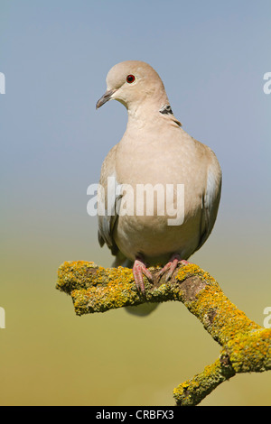 Tête (Streptopelia decaocto), se percher, sud-est de l'Angleterre, Royaume-Uni, Europe Banque D'Images