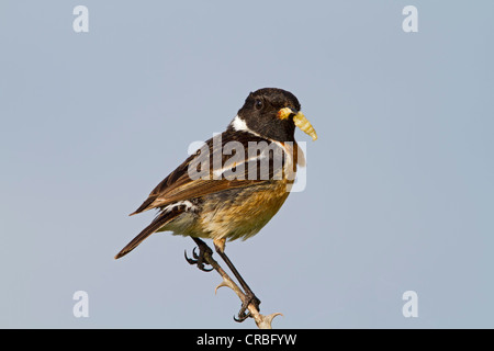 Stonechat (Saxicola torquata), homme, proie dans son bec, se percher, Angleterre du Sud-Est, Royaume-Uni, Europe Banque D'Images