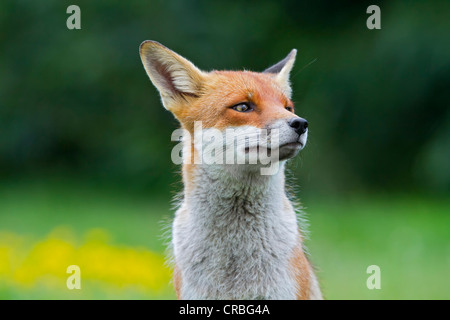 Le renard roux (Vulpes vulpes), portrait, Angleterre du Sud-Est, Royaume-Uni, Europe Banque D'Images
