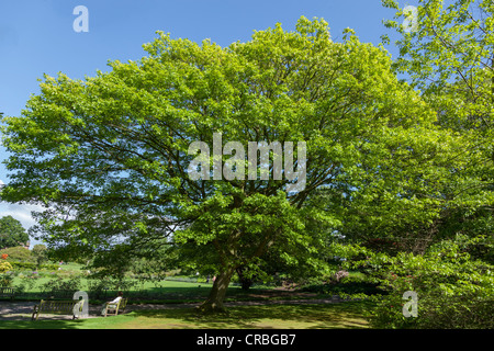 Ness Botanical Gardens sur le Wirral. Le Northern Red Oak. Quercus rubra. Banque D'Images