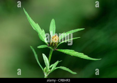 BUR-TRIFIDE MARIGOLD Bidens tripartita (Asteraceae) Banque D'Images