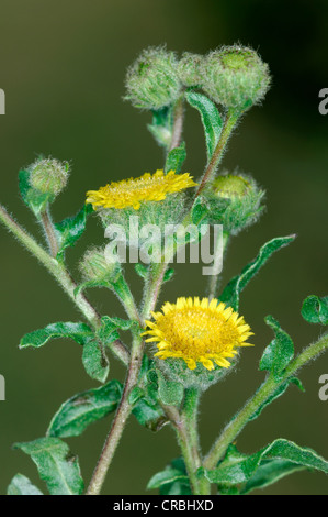 Petit FLEABANE Pulicaria vulgaris Banque D'Images