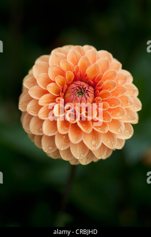 Close up of ball fleur dahlia Banque D'Images