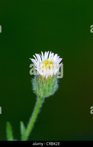 Vergerette Erigeron acer bleu (Asteraceae) Banque D'Images