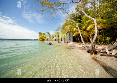 Le cocotier (Cocos nucifera) sur la plage de Boca del Drago sur l'île de Colon, Bocas del Toro, PANAMA, Amérique Centrale Banque D'Images