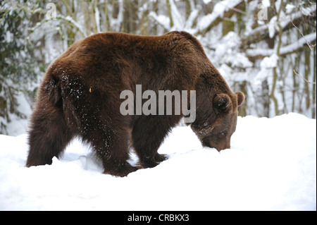 Ours brun (Ursus arctos) est à la recherche de nourriture dans la neige Banque D'Images