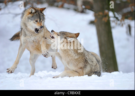 Les loups de la vallée du Mackenzie, les loups (Canis lupus occidentalis), dans la neige, lutte pour l'ordre Banque D'Images