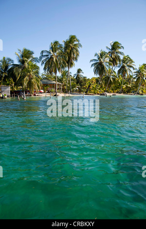 Le cocotier (Cocos nucifera) sur les rives de l'île de Bocas del Toro, PANAMA, Amérique Centrale Banque D'Images