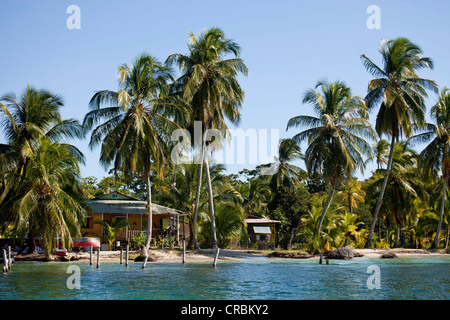 Le cocotier (Cocos nucifera) sur les rives de l'île de Bocas del Toro, PANAMA, Amérique Centrale Banque D'Images