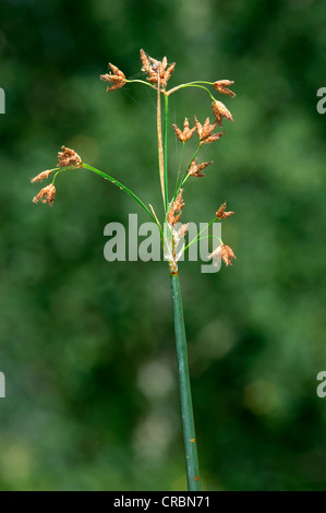 Les Club-rush Schoenoplectus lacustris Banque D'Images