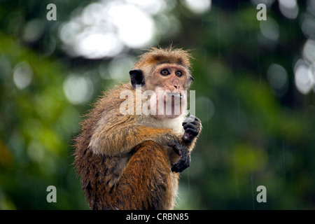 Toque macaque (Macaca sinica) manger sous la pluie, Kandy, Sri Lanka, de l'Océan Indien Banque D'Images