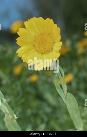 MARIGOLD Chrysanthemum segetum MAÏS (Asteraceae) Banque D'Images