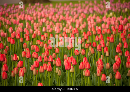 Domaine de tulipes rouges (Tulipa), Keukenhof, Pays-Bas, Europe Banque D'Images