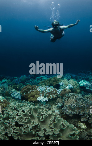 Snorkeler nager dans les récifs coralliens Banque D'Images