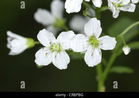 Grand BITTER-CRESS Cardamine amara (Brassicaceae) Banque D'Images