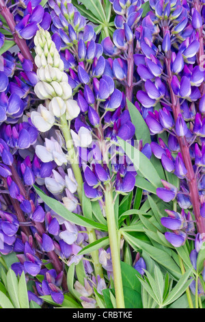 L'été bleu rose lupin bluebonnet floral background Banque D'Images