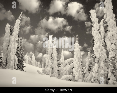 L'accumulation de neige sur les arbres. Mt. Rainier National Park, Washington Banque D'Images