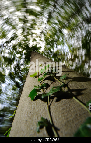 De plus en plus de lierre sur un tronc d'arbre, worm's eye view Banque D'Images